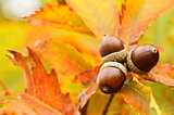 絵本から紅葉狩りに出かけよう♪あの頃に見た美しい秋をおぼえていますか？