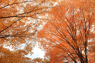 紅葉するのはどの木？錦秋はあなたのすぐそばに！身近な紅葉を楽しもう《その１》