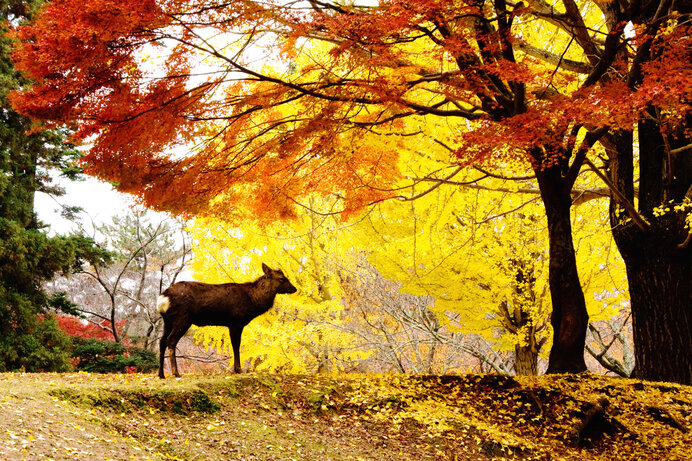 紅葉の錦