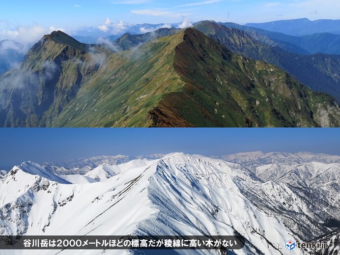 豪雪によって押し下げられた谷川連峰の森林限界