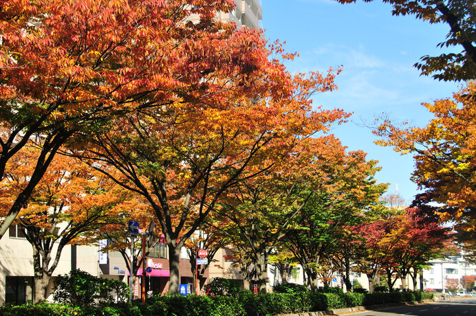 イロハモミジやイチョウだけじゃない 意外と知られていない紅葉 黄葉する樹木 Tenki Jpサプリ 年11月03日 日本気象協会 Tenki Jp