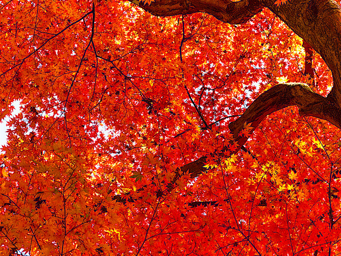 山で紅葉狩りを楽しもう♪初心者も気軽に登れる関東の山は？