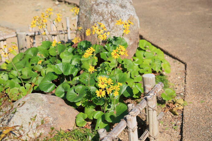 石蕗の花