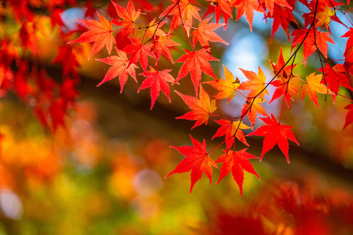 季節の彩りを楽しもう 身近に感じる季節の色 11月 Tenki Jpサプリ 年11月08日 日本気象協会 Tenki Jp