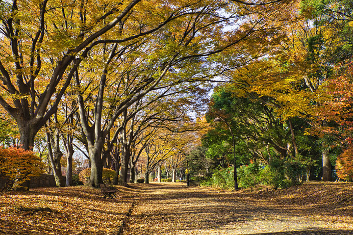 東京も紅葉シーズンに♪入場無料の公園に立ち寄ってみませんか？