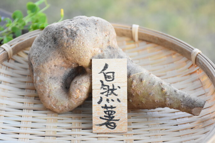 自然薯は自然に生えている芋で日本人に馴染み深い植物のひとつです