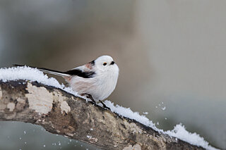 雪を愛でて楽しむ～平安文学に見られる雪～（後編）