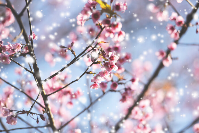 雪を愛でて楽しむ～平安文学に見られる雪～（後編）_画像