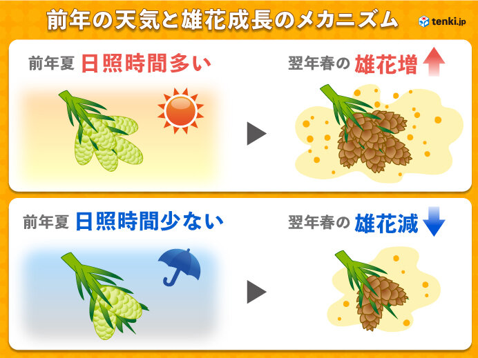 雄花の成長時期と夏の天気について