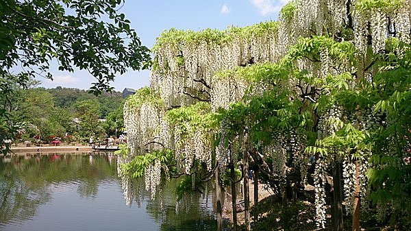 万葉時代に歌語となった「藤浪」。薫風に波のように房を揺らす優美な花