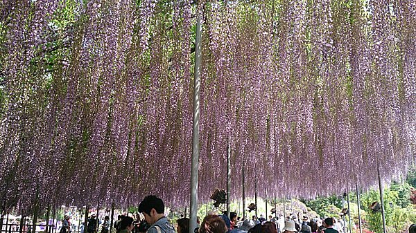 2014年CNNが選ぶ世界夢の旅行先9か所に選出された「あしかがフラワーパーク」