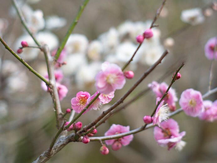 2月3日「立春」～大豆と立春の切っても切れない縁とは？