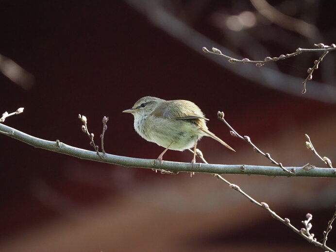 立春は第二候 黄鶯睍睆 うぐいすなく へ さあ 初音 を待ちましょう Tenki Jpサプリ 21年02月08日 日本気象協会 Tenki Jp