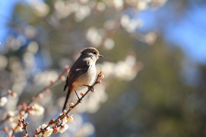 立春は第二候 黄鶯睍睆 うぐいすなく へ さあ 初音 を待ちましょう Tenki Jpサプリ 21年02月08日 日本気象協会 Tenki Jp