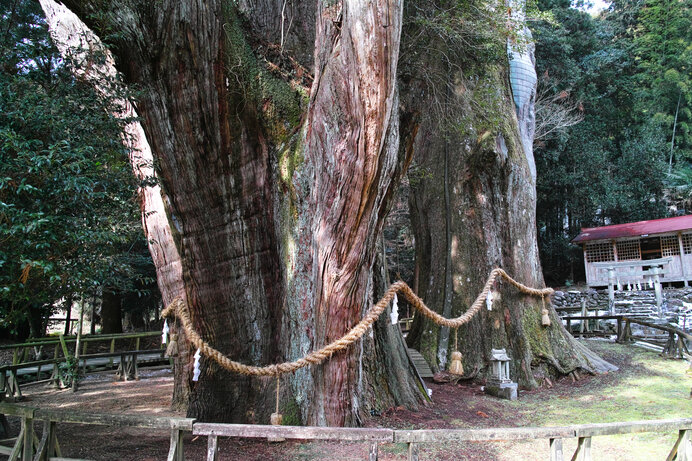 スギ花粉症の季節 あえて偉大なる樹木 スギ について理解を深めてみませんか Tenki Jpサプリ 21年02月13日 日本気象協会 Tenki Jp