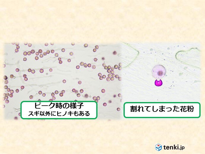 花粉の飛散で悲惨 知られざる花粉予測の裏側に迫る Tenki Jp Goo ニュース