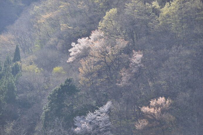春の訪れは霞のベール～平安前後の和歌に見られる霞～_画像