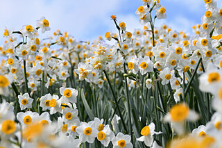 春を呼び込みたい！目にも、心にも。身近な花を楽しみましょう
