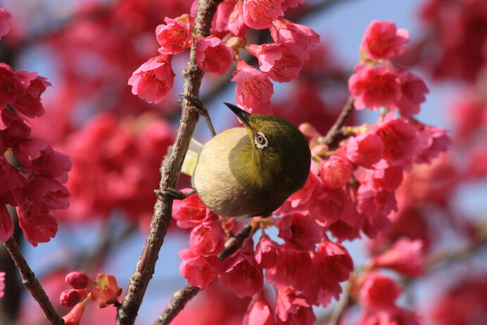 春を呼び込みたい 目にも 心にも 身近な花を楽しみましょう Tenki Jpサプリ 21年03月13日 日本気象協会 Tenki Jp