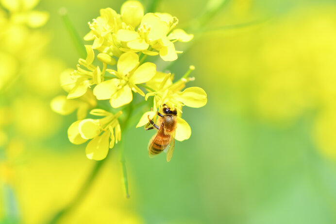 「啓蟄」冬籠もりをしていた虫たちの蠢きは大地の目覚め!