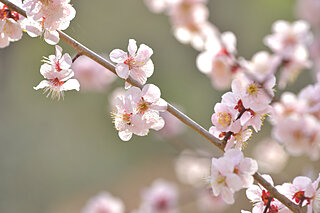 梅は春の喜びをあらわす花～平安前後の和歌に見られる梅～