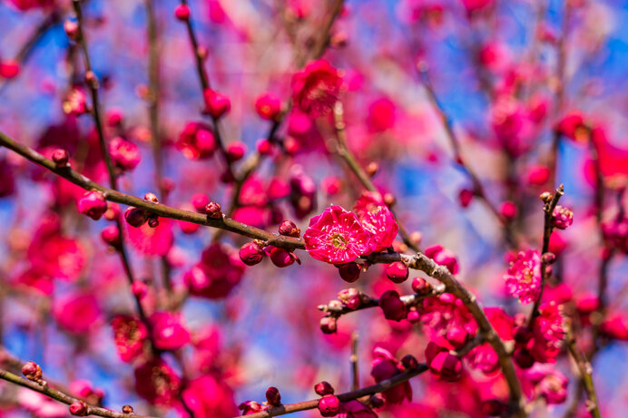 梅は春の喜びをあらわす花～平安前後の和歌に見られる梅～_画像