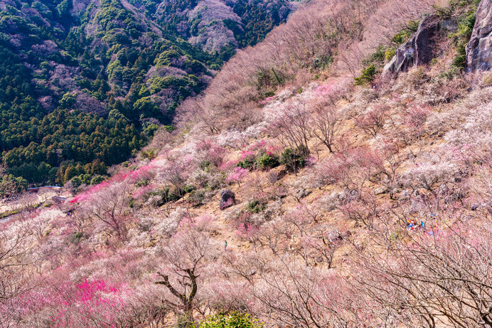 梅は新年の象徴