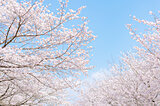ドライブで楽しむ2021年の桜名所〜九州エリア編〜