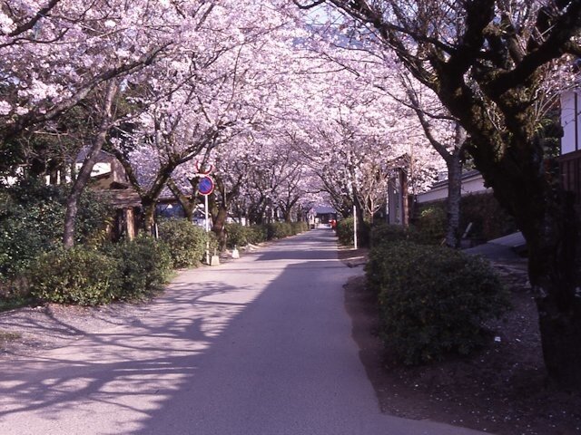 歴史的な景観と桜のトンネル！夜桜も魅力／秋月杉の馬場通りの桜（福岡県朝倉市）