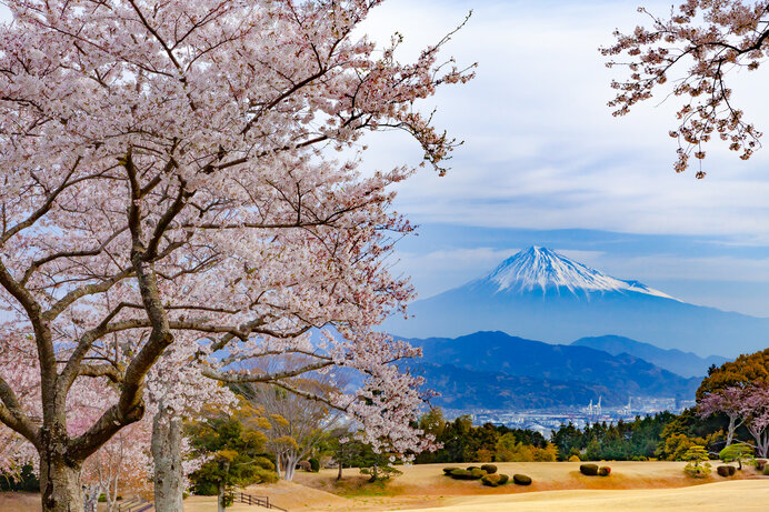 東海エリアの桜名所〜ドライブで楽しむ2021年の桜〜(季節・暮らしの