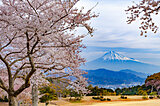 東海エリアの桜名所〜ドライブで楽しむ2021年の桜〜