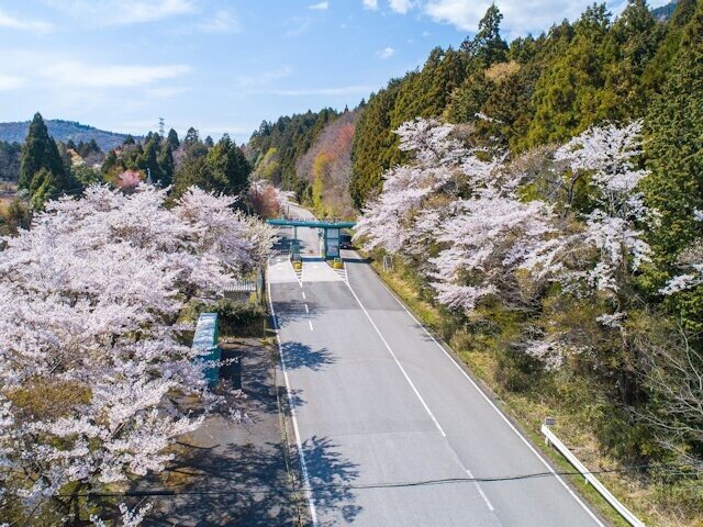 東海エリアの桜名所 ドライブで楽しむ21年の桜 Tenki Jpサプリ 21年03月25日 日本気象協会 Tenki Jp