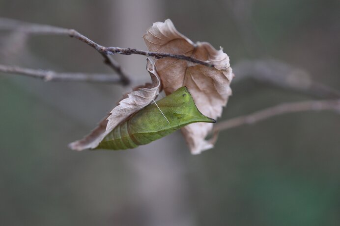 アオスジアゲハの蛹。多様な生態を持つ昆虫たちの冬越しの方法は実にさまざまです