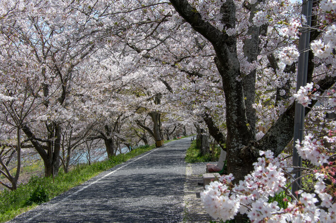 中国エリアの桜名所〜ドライブで楽しむ2021年の桜〜(季節・暮らしの話題 2021年03月20日) - 日本気象協会 tenki.jp