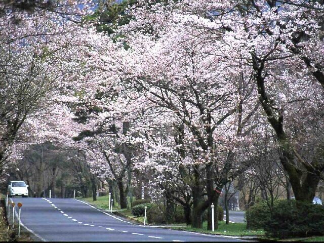 ドライブで楽しむ桜のトンネル！石碑が並ぶ散策路もおすすめ／萩原桜並木（鳥取県西伯郡）