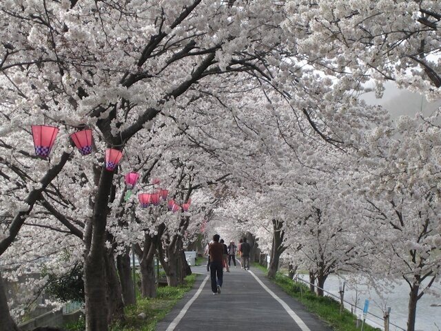 川に沿って続く雄大な桜並木！桜色のアーチが青空に映える／井原堤の桜（岡山県井原市）