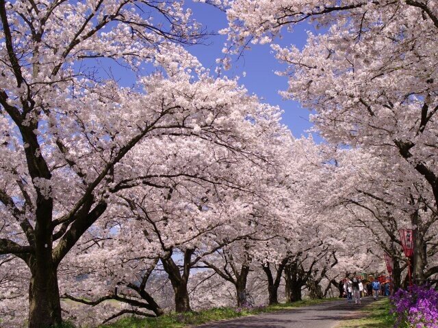 日本さくら名所100選に認定！伝説の川を彩る桜並木／斐伊川堤防桜並木（島根県雲南市）