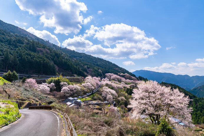 ドライブで楽しむ2021年の桜名所〜四国エリア編〜