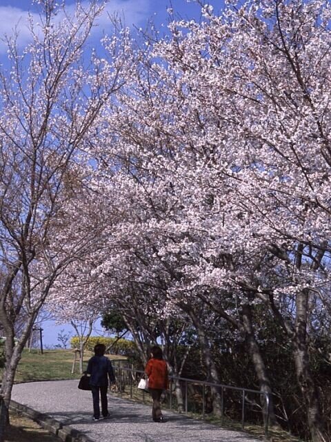 ドライブコースで山頂へ！万葉歌人にも愛された美しい山／眉山公園の桜（徳島県徳島市）