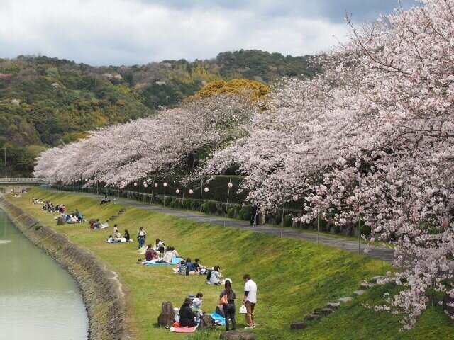 外堀の桜並木道を一般開放！ぼんぼりライトアップも／南楽園 外堀の桜（愛媛県宇和島市）