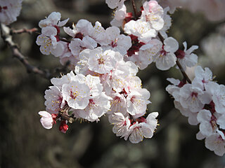 これから見頃を迎える、梅より遅れて桜より早く咲くこの花木は？