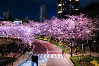 関東エリアの桜名所〜ドライブで楽しむ2021年の桜〜