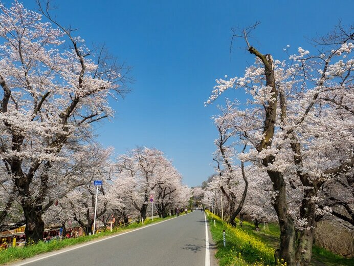 関東エリアの桜名所 ドライブで楽しむ21年の桜 Tenki Jpサプリ 21年03月26日 日本気象協会 Tenki Jp