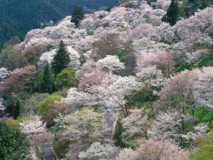 古来の祈りに咲く！３万本のシロヤマザクラが山を染めのぼる／吉野山の桜（奈良県吉野郡）