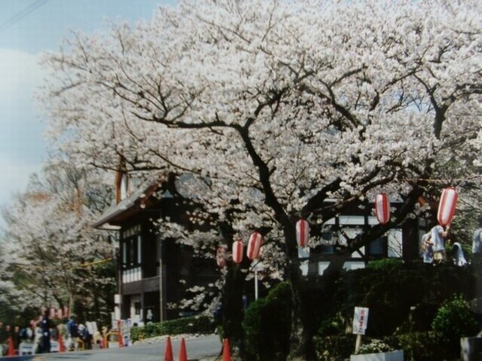 ドライブウェイの車窓からも！ファミリーに人気の桜名所／五月山公園の桜（大阪府池田市）