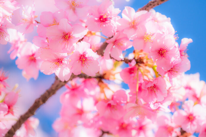 お花見弁当のレシピ 満開の桜を眺めながら召し上がれ オープン稲荷 草団子風鶏つくね の作り方 Tenki Jpサプリ 21年03月22日 日本気象協会 Tenki Jp