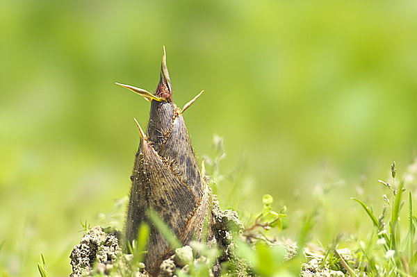 四季旬菜 筍 虹始見のころに旬を迎えているタケノコ 茹でて煮て揚げて 存分に味わう季節の美味 Tenki Jpサプリ 15年04月17日 日本気象協会 Tenki Jp