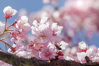 花といえば桜。お花見の起源と、季語「花疲れ」に込められた意味とは？