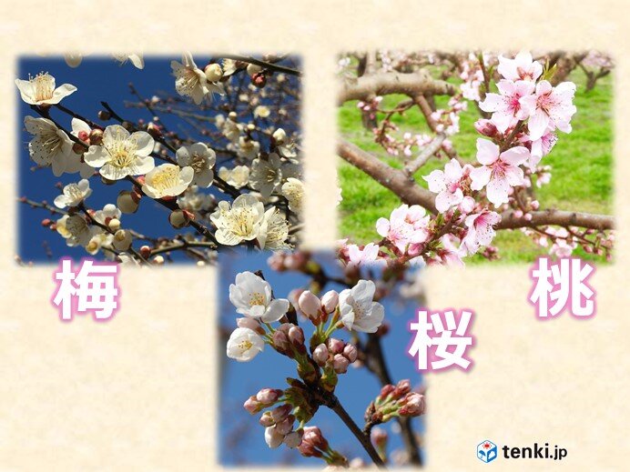あれもバラ科 これもバラ科 バラエティー豊かな魅惑のバラ科フルーツ Tenki Jpサプリ 21年04月10日 日本気象協会 Tenki Jp