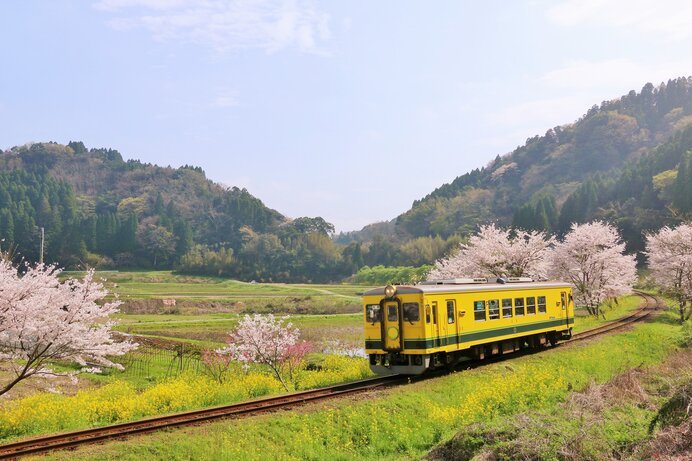 二十四節気「春分」。のどかな菜の花は人を幻惑に誘う魔性の花？